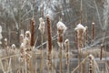 Collection of bushy brown cattails covered with snow and ice