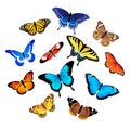 Collection of butterflies