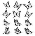 Collection of butterflies, flying in different directions.