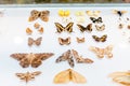 collection of butterflies in museum