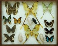 Collection of butterflies under glass.
