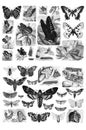 Collection of butterflies on a white background.