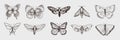 Collection of butterfly or wild moths insects. Mystical symbol or entomological of freedom. Engraved hand drawn vintage