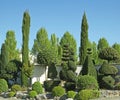 Collection of buxus, conifer and shrub cut in ball, spiral, cone