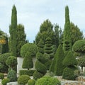 Collection of buxus, conifer and shrub cut in ball, spiral, cone