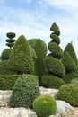 Collection of buxus, conifer and shrub cut in ball, spiral, cone