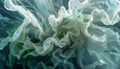 collection cabbage Royalty Free Stock Photo