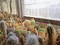 A Collection of Cacti and Succulents Lit by The Bright Spring Sun in A Home Greenhouse