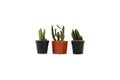 Collection Cactus Isolated in Pot on White Background.