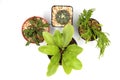 Collection Cactus Isolated in Pot on White Background. Top View Shot.