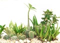 Collection cactus isolated on white background Royalty Free Stock Photo