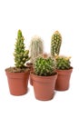 Collection of cactus isolated on white background Royalty Free Stock Photo