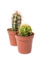 Collection of cactus isolated on white background Royalty Free Stock Photo