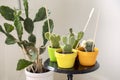 Collection of cactus potted plants. Variety of cute cacti plants. Hauseplants in colourful pots