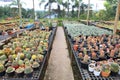 Collection of cactus and succulent garden greenhouse nursery for dry loving and desert plant Royalty Free Stock Photo