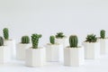 Collection of cactus or succulent plants different in pots, over white background Royalty Free Stock Photo