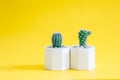 Collection cactus or succulent plants in pots, over yellow background