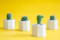 Collection cactus or succulent plants in pots, over yellow background Royalty Free Stock Photo