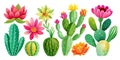 Collection of Cactuses isolated on the white background. Watercolor hand drawn set illustration. Royalty Free Stock Photo