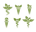 Collection of Caduceus illustrations composed with poisonous snakes and bird wings, healthcare conceptual vector illustrations. A