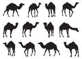 Collection of camels silhouettes set vector illustration Royalty Free Stock Photo