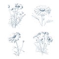 Collection of camomile leaves, seeds and flowers. Cosmetic and medical plant. Vector hand drawn illustration.