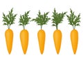 Collection of carrots on a white background. Fresh vegetables.