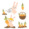 Collection of cartoon rabbits with carrots. Cute bunny is watering carrot from watering can in garden bed, harvesting