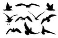 Set of black flying seagull silhouettes isolated on white background. Royalty Free Stock Photo