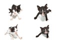 Collection of cat images Royalty Free Stock Photo