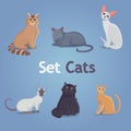 Collection of Cats of Different Breeds. Set cats Royalty Free Stock Photo