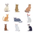 Collection Cats of Different Breeds. Vector cat on white background. Home animal or pets. Fanny kittens faces