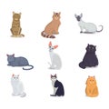 Collection Cats of Different Breeds. Vector isolated cat on white background. Home animal or pets. Fanny kittens faces