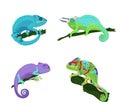 Collection of chameleons of different types and colors sitting on a branch on a white background, vector illustration.