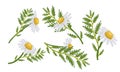 Collection of chamomile officinalis flowers