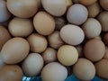 collection of chicken eggs, egg prices fluctuate