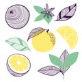 Collection of citrus. Fruit, leaf and piece of orange or lemon. Vector hand drawn illustration in modern trendy flat