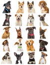 Collection of Close-up Dog Portrait Photos Royalty Free Stock Photo