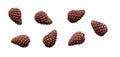 A collection of closed pine cone for Christmas tree decoration