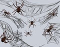 Collection of cobweb for catching insects. Cobweb and spiders isolated on gray background. Intricate spider web Royalty Free Stock Photo