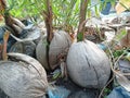 Collection of coconut shoots