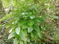 A collection of coffee plants that have not yet fruited