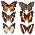 Collection of colored butterflies