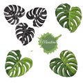 Collection with  colored  monstera leaves, black silhouette and abstract spot. Hand drawn ink sketch isolated on white background Royalty Free Stock Photo