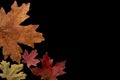 Collection colorful autumn leaves of deciduous trees. Maple, oak. Isolated on black. Royalty Free Stock Photo