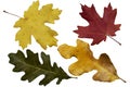 collection colorful autumn leaves of deciduous trees. Maple, oak. Isolated on white. Royalty Free Stock Photo