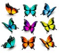 Collection of colorful butterflies