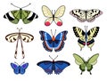 Collection of colorful butterflies. Vector illustration of insects