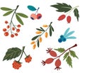 Collection with colorful doodle berry branches and leaves. Buckthorn, blueberry, rosehip, currant, rowanberry. Vegan, farm, detox