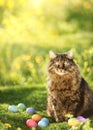 Collection of colorful Easter eggs guarded by cat